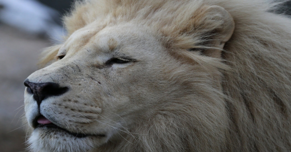 Blåvand Zoo